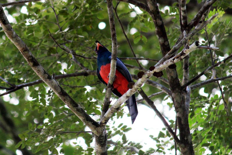 Rio Frio Safari Float - Trogon