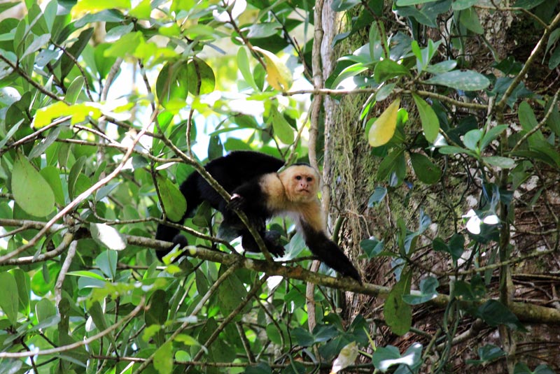 Rio Frio Safari Float Arenal - white face monkey or capuchin