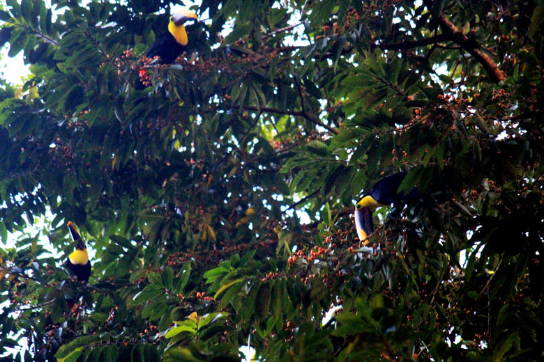 Iguana Lodge in Osa Peninsula - toucans