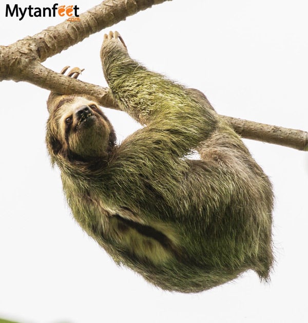 costa rican rainforest sloth