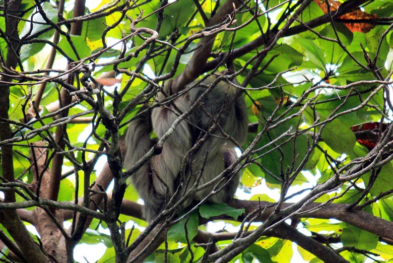 wildlife watching hike at matapalo - 3 toed sloth