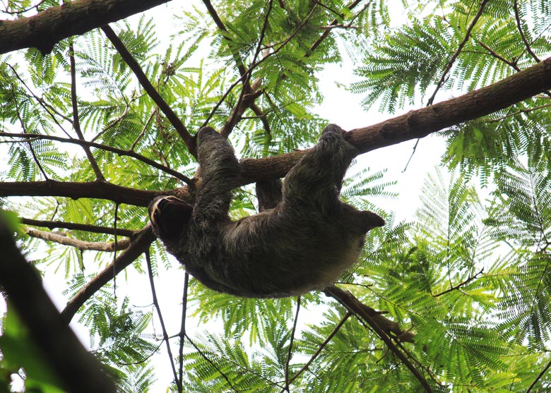 wildlife watching hike at matapalo - 3 toed sloth