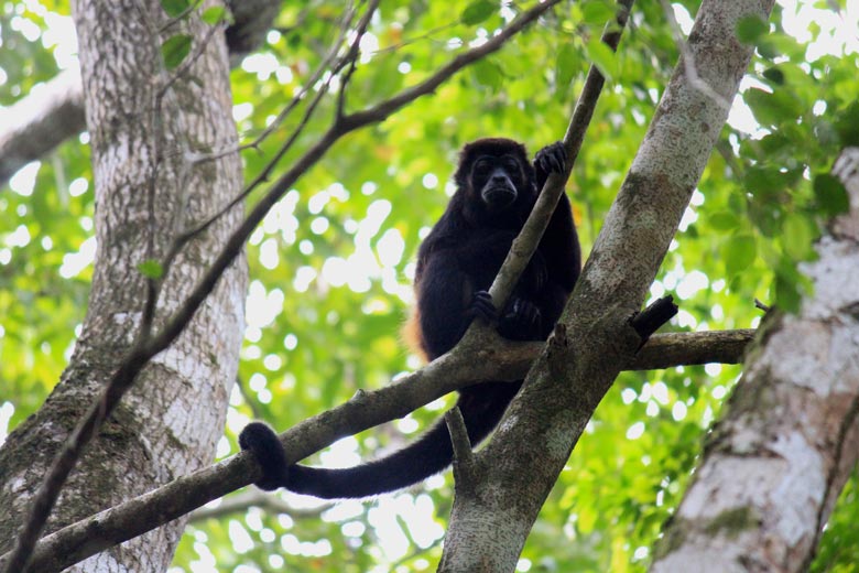 wildlife watching hike at matapalo - howler