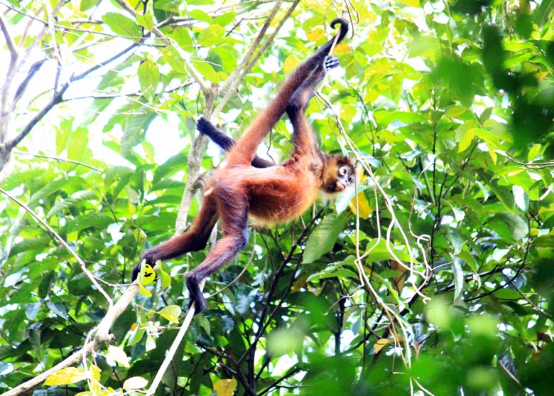 wildlife watching hike at matapalo - spider monkey