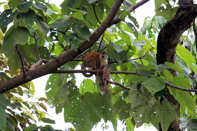 wildlife watching hike at matapalo - squirrel