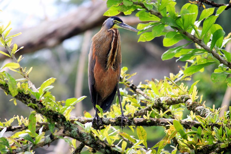wildlife watching hike at matapalo - tiger heron