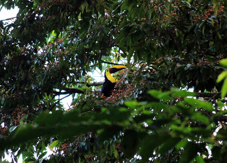 wildlife watching hike at matapalo - toucan