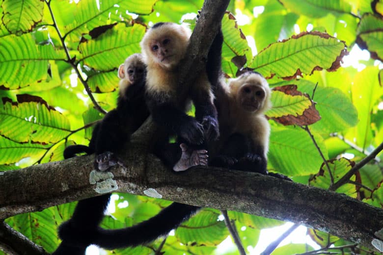 wildlife watching hike at matapalo - white face monkeys