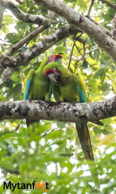 Great Green Macaws