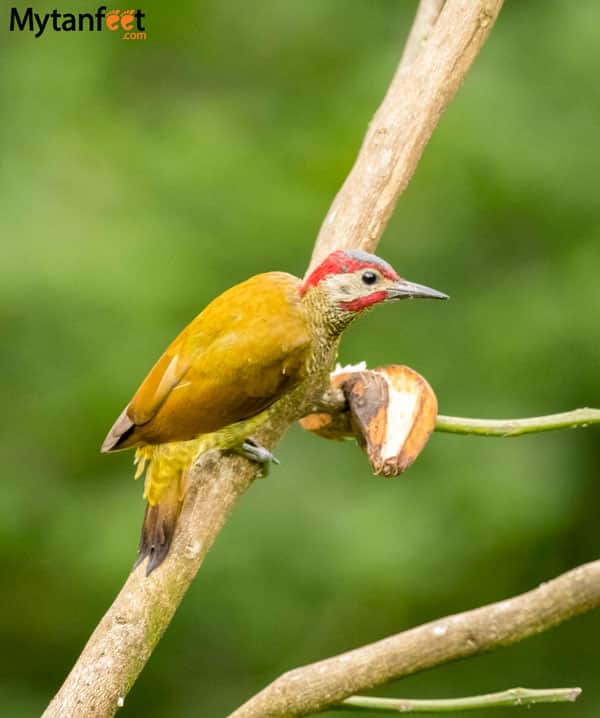 Birds of Costa Rica - golden olive woodpecker