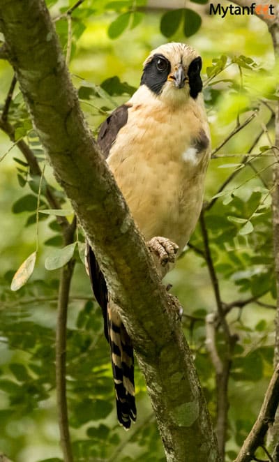 Birds of Costa Rica - laughing falcon