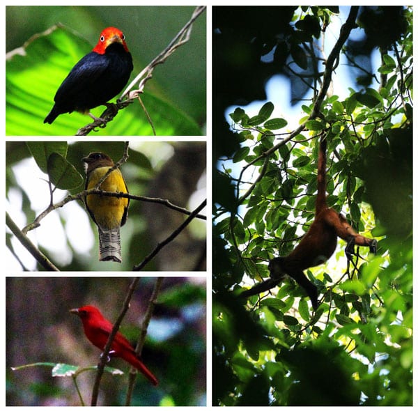 San Pedrillo Station and Sirena Station in Corcovado National Park - San Pedrillo wildlife