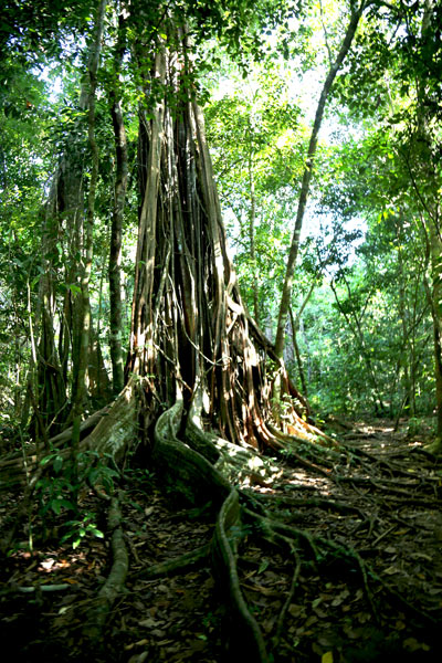 San Pedrillo and Sirena Station in Corcovado National Park - Tree Sirena