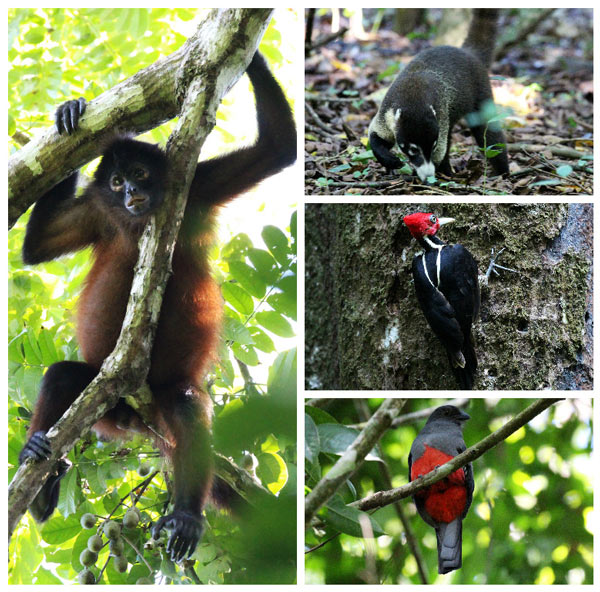 San Pedrillo and Sirena Station in Corcovado National Park - sirena wildlife