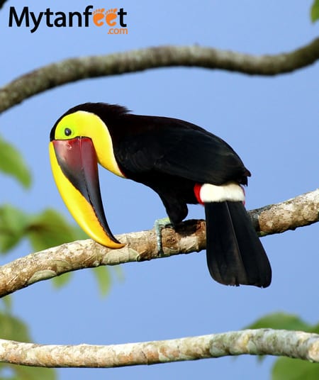 black mandibuled toucan