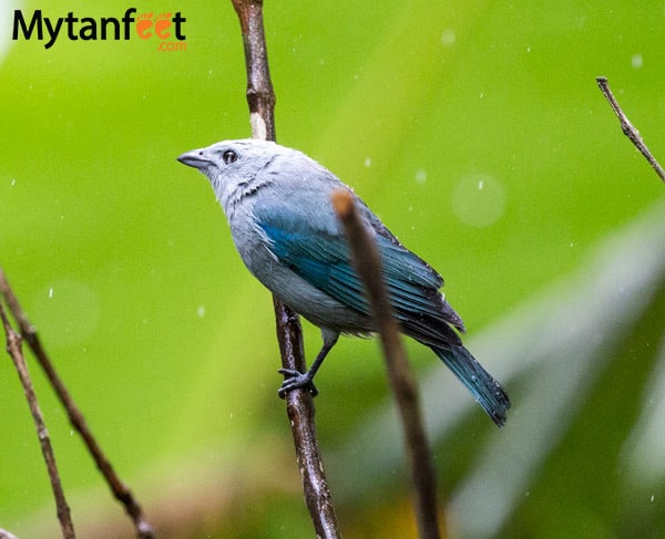 blue grey tanager