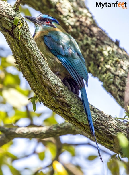 blue motmot