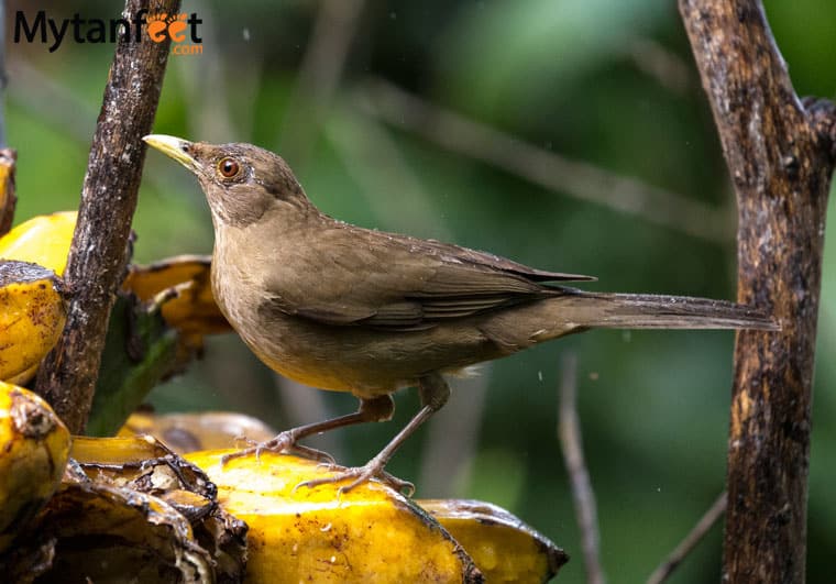 birds of costa rica - clay colored thrush national bird