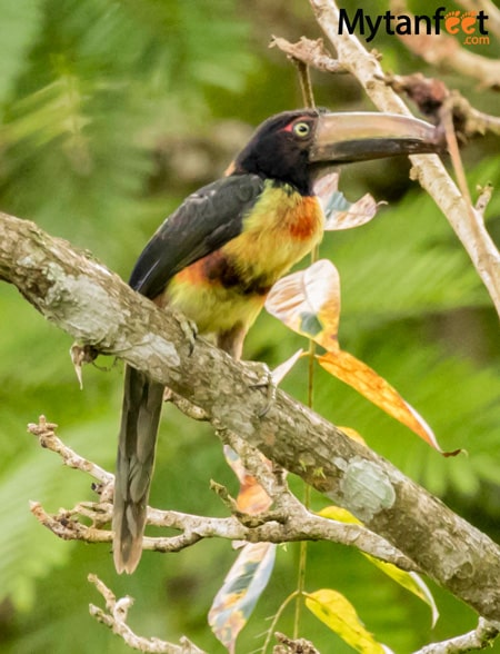 collared aracari toucan