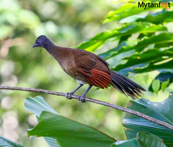 Crested guan female