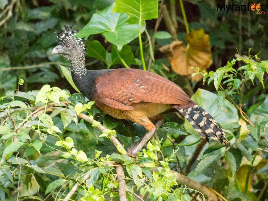 birds of costa rica - female great currasow