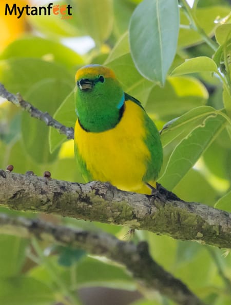 birds of costa rica - golden browed chlorophonia