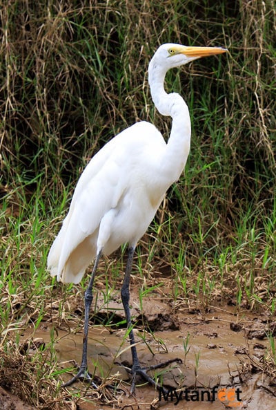 great egret