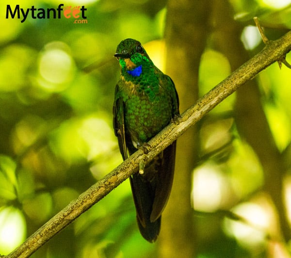 Green crowned brilliant hummingbird