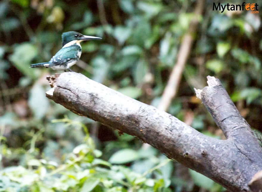 green kingfisher