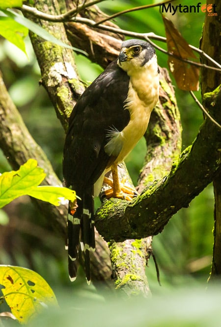 birds of costa rica - bicollared falcon