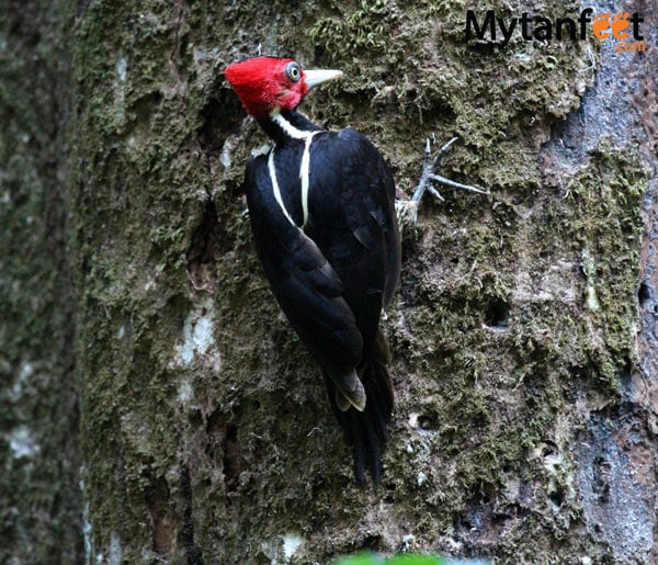 birds of costa rica - lineated woodpecker