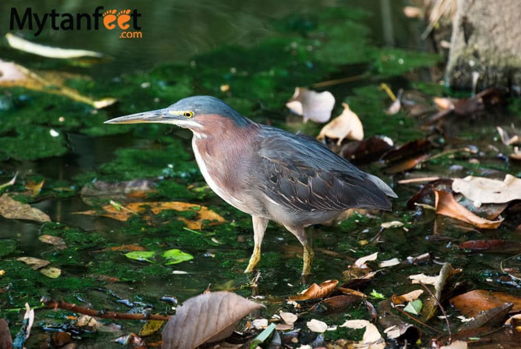 birds of costa rica - little green heron