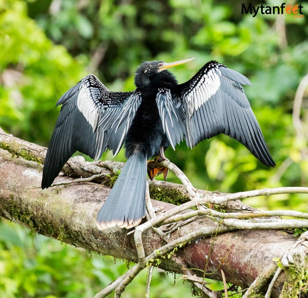 birds of costa rica - male anhinga