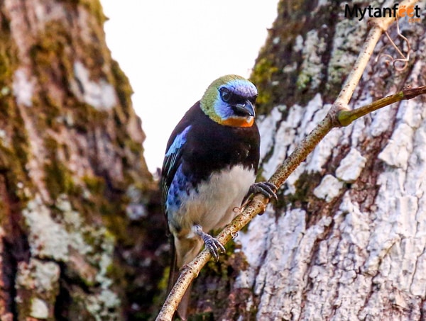 birds of costa rica - male golden hooded tanager