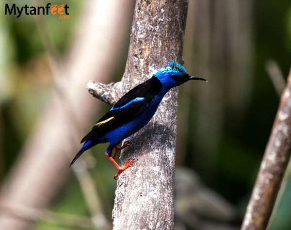 birds of costa rica - male red legged honeycreeper