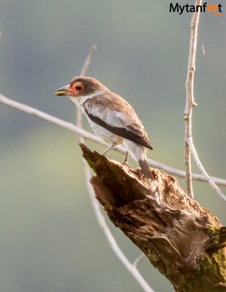 birds of costa rica - masked tityra