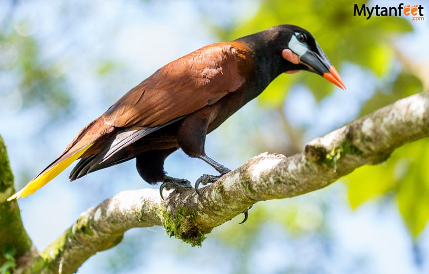 Montezuma oropendolas