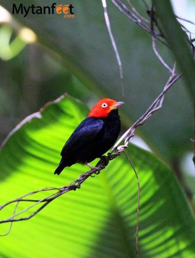 birds of costa rica - manakin