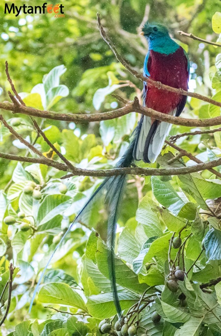 resplendant quetzal