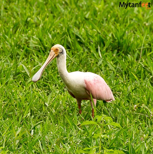 birds of costa rica - roseate spoonbill heron