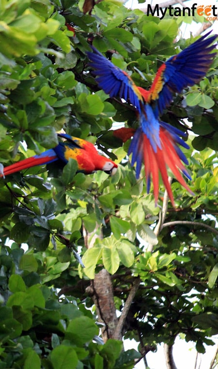 scarlet macaws