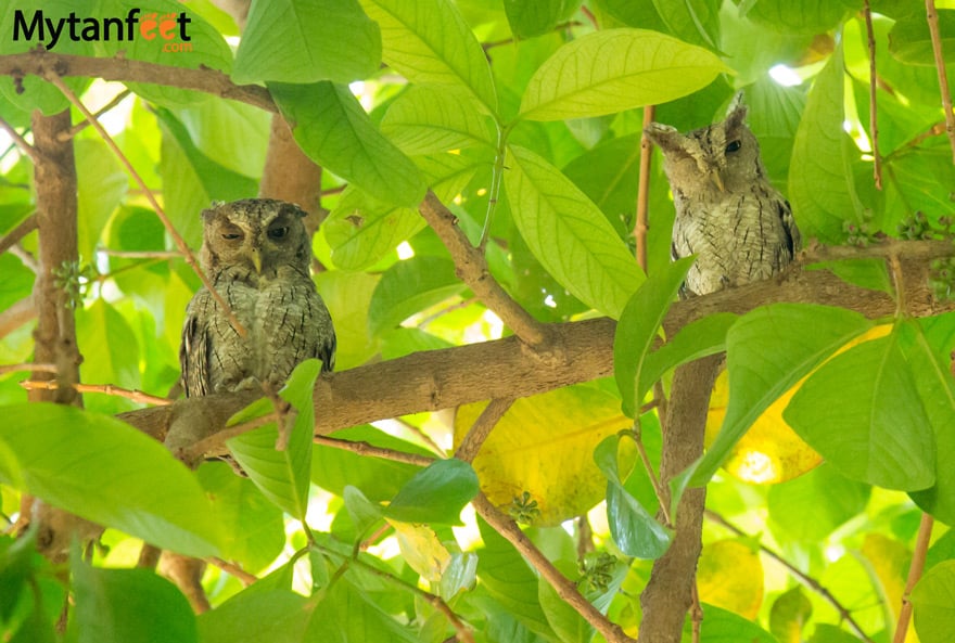 birds of costa rica - speckled owls