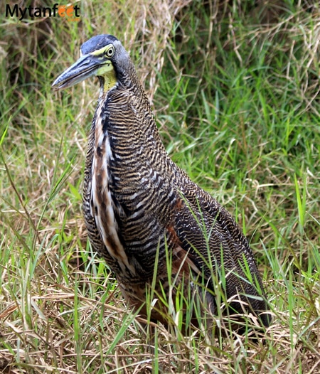  tiger heron