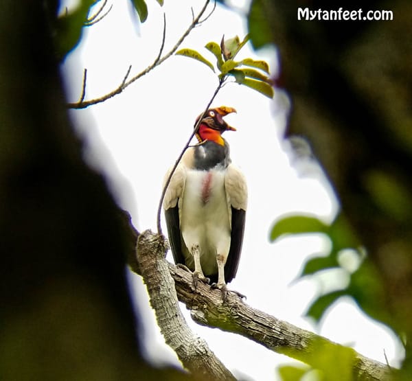 birds of costa rica - vulture king