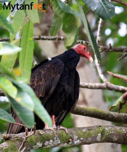 birds of costa rica - turkey vulture