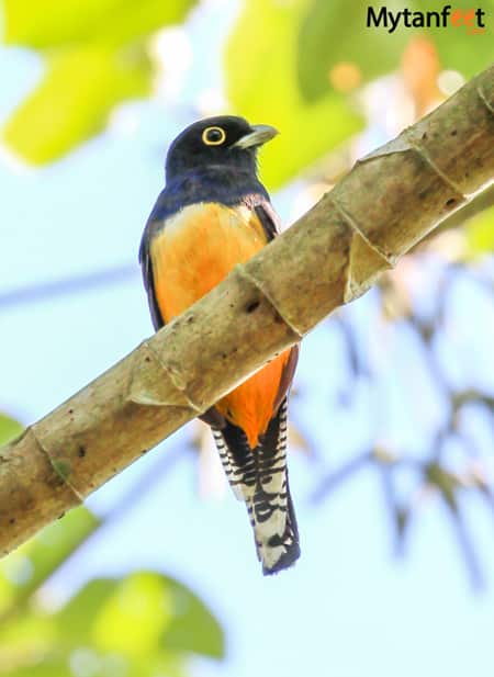 yellow female trogon