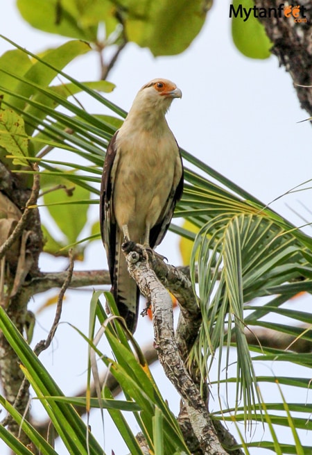 Yellow headed caracara