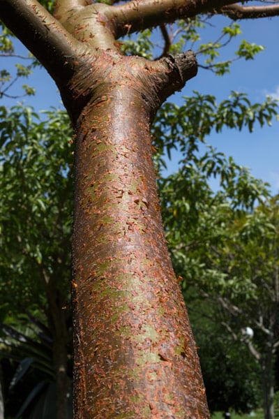 Gumbo limbo "tourist" tree