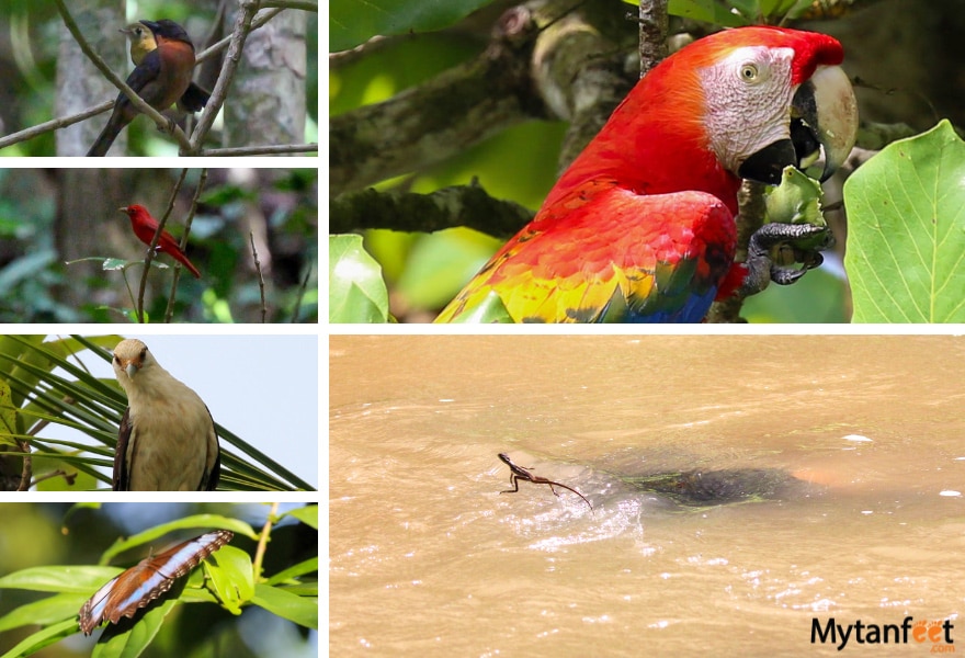 Black cheeked Ant Tanager, Summer Tanager, Crested Caracara, Blue morpho butterfly, Scarlet Macaw and Jesus Christ lizard running on water 

San pedrillo animals we saw during our hike 