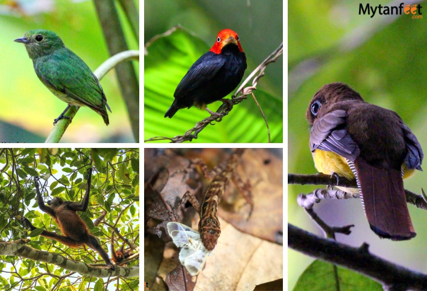 Female blue capped manakin, spider monkey, Male red capped manakin, lizard eating a butterfly, female black throated trogon

San Pedrillo wildlife we saw 